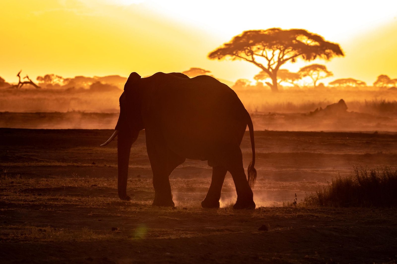 Elephant in Tanzania wilderness at golden hour