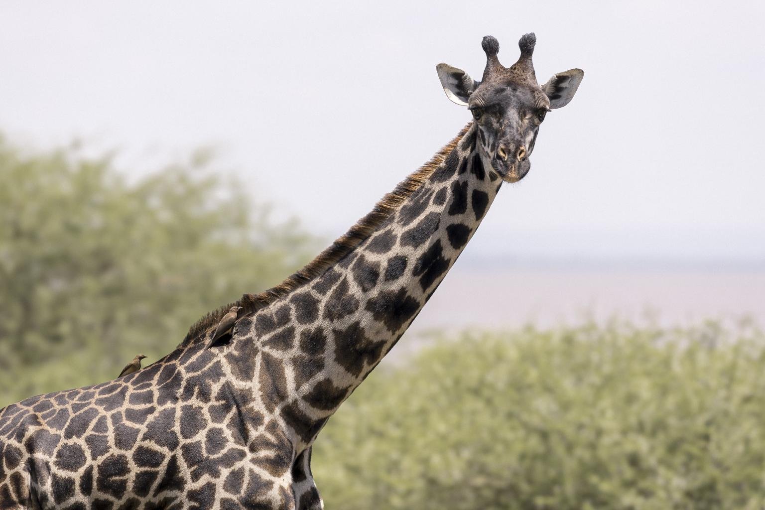 Ngorongoro Crater scene 4