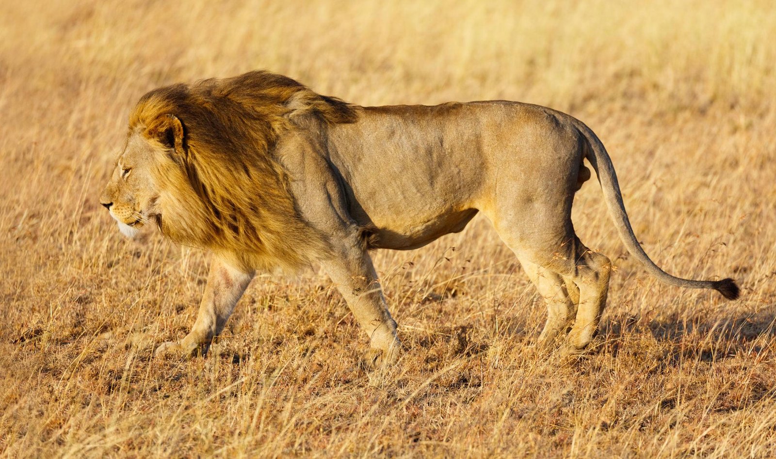 Lion in Serengeti grass at first light