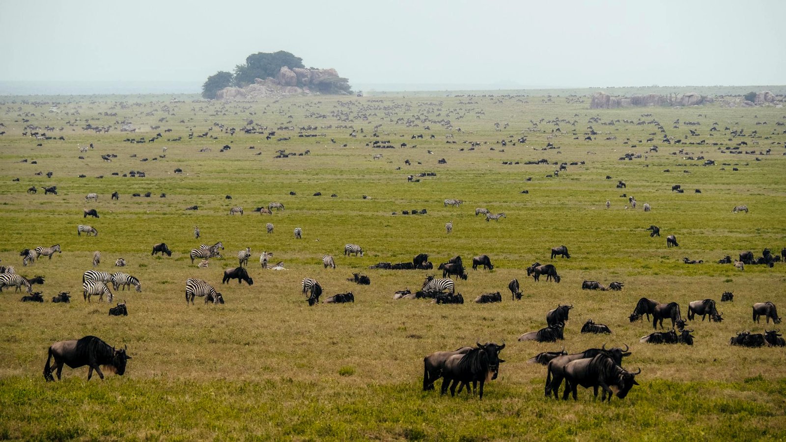 Vast wildebeest herd crossing the Mara River during the Great Migration