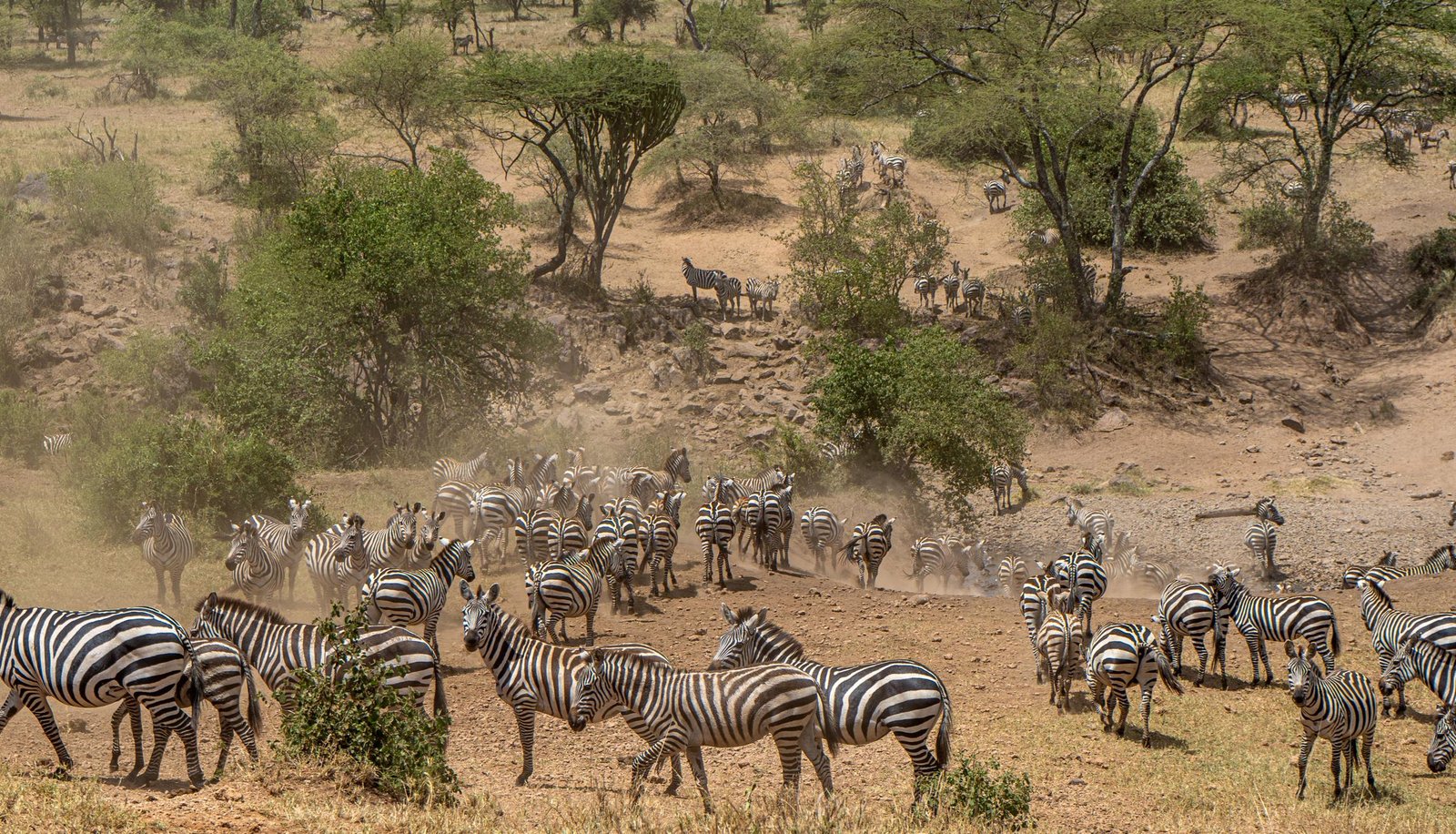 Ngorongoro Crater scene 2